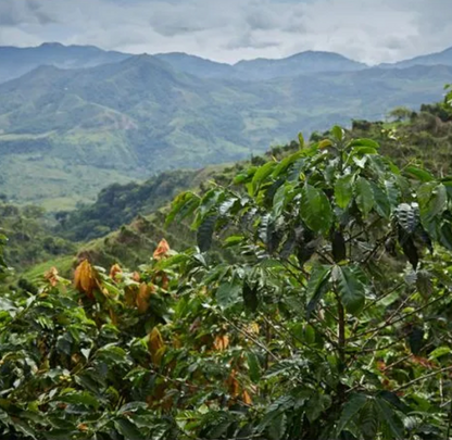 Colombia El Buho Sugarcane Decaf - GoatHerd Coffee