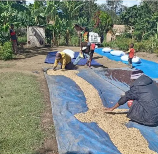 Papua New Guinea Goroka - GoatHerd Coffee